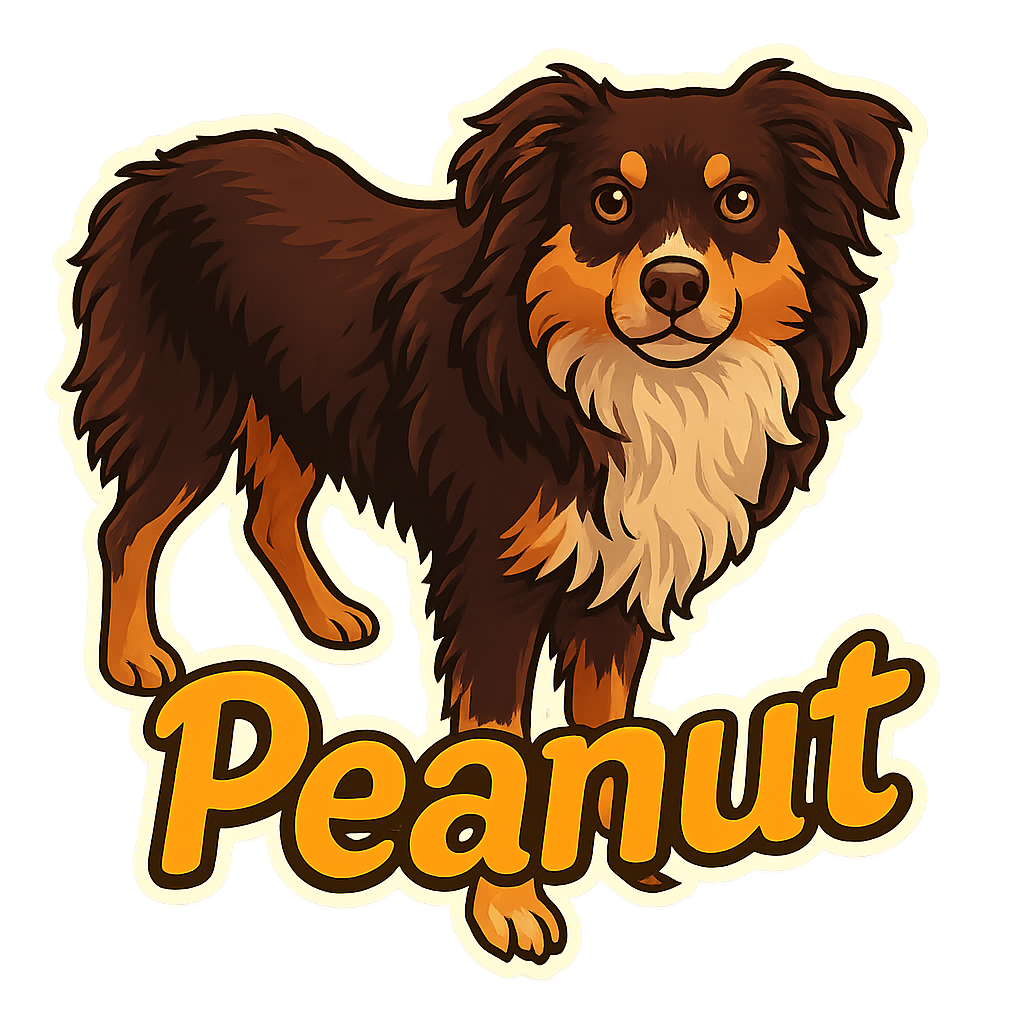 Custom Peanut sticker - Meet Peanut, a curious and alert Australian Shepherd with a unique fluffy coat. His attentive gaze and distinctive markings make for an irresistible custom sticker that truly stands out!